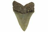 Serrated, Fossil Megalodon Tooth - North Carolina #328293-1